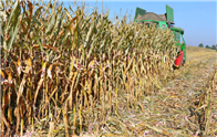 內蒙古DB15/T 2802—2022《河套平原灌區玉米機械籽粒直收栽培技術規程》